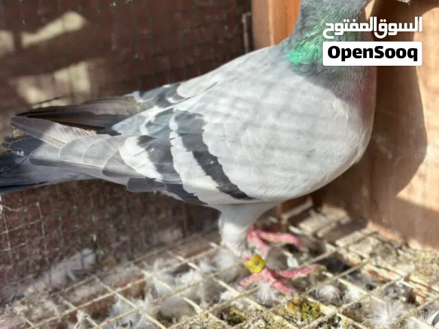 السلام عليكم مطلوب حمام زواجل كويتي قطري الي عنده يبيع يراسلني اني شراي