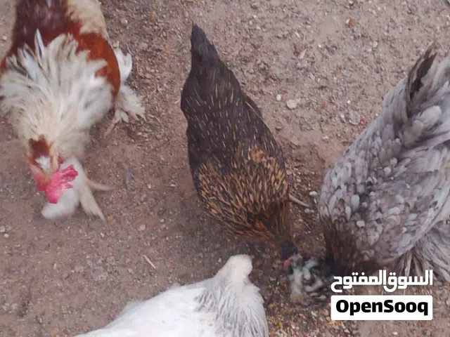 ثلاث دجاجات وديج سعرهم100 الف وبيهم مجال، مكاني بصره شط العرب الرجاء التواصل على رقم الواتساب.......