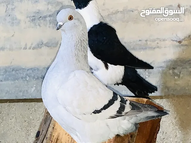 متاح شويت حلوين