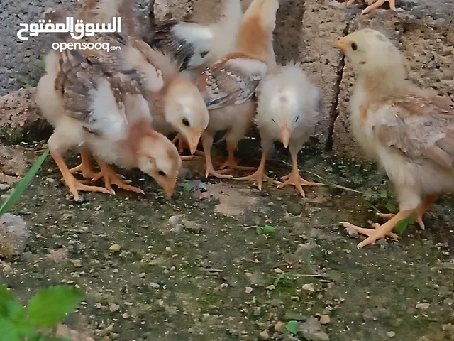 كتكوت زهري صافي 100%