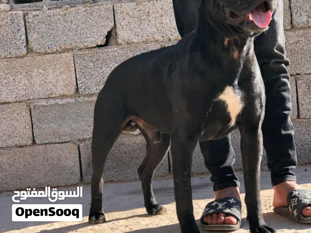 كلب بيتبول للبيع