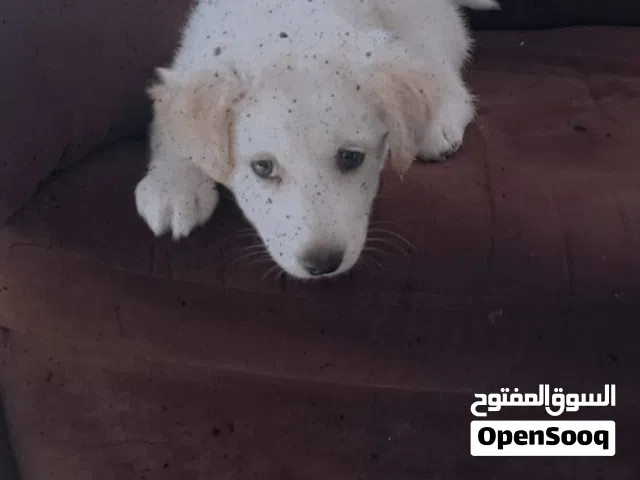 كلب ألماني جولدن العمر ثلاث شهور للبيع بداعي السفر