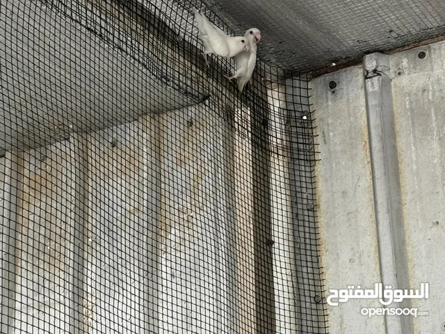 للبيع لوبيرد البينور ابيضّ عيوني حمر شبب منتجين