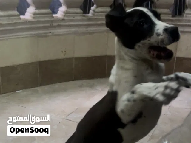 جرو بيتبول 4 شهور