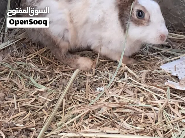 أرانب عمانيه
