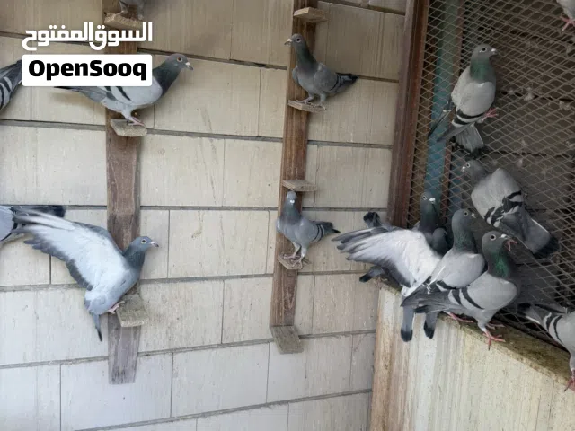 حمام زاجل.....