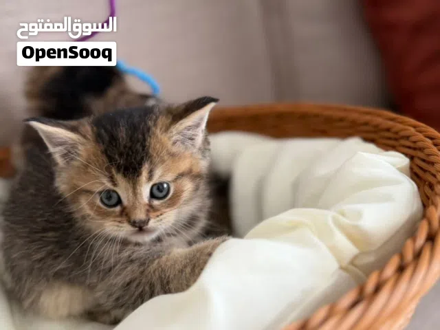 قطط مين كون (maine coon )