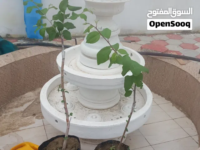 سدر تفاحي سكري سدر مقضماني