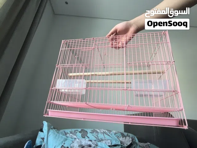 بيع جيور بادجي عمر ستة اشهر مش اليفين