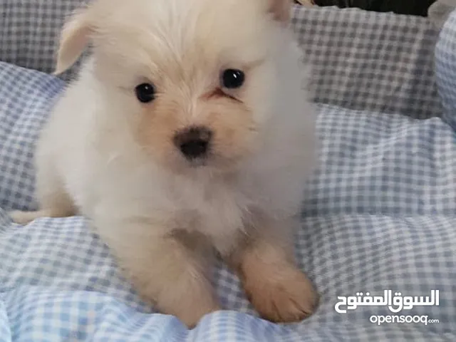 Pure Maltese puppies 2 months of age with vaccinations and passport all males
