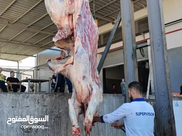 لحام اضاحي