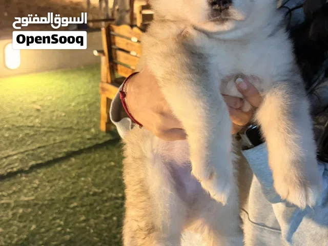 جراوي الاسكان مالميوت هاسكي