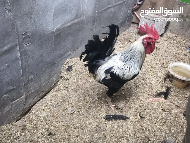 ديج عربي شوكي للبيع ملقح كامل حلو وصاحي