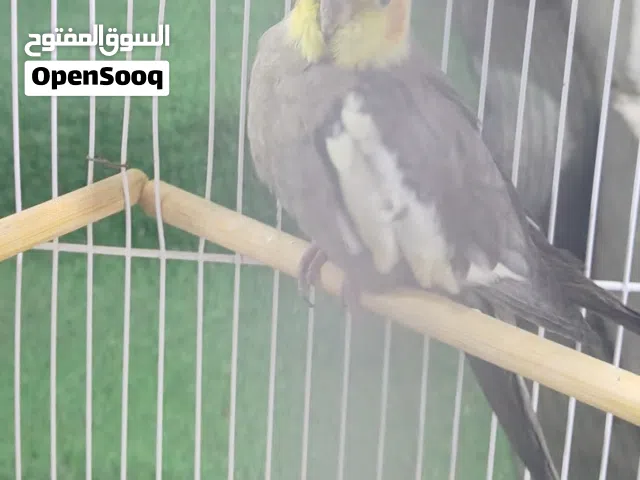 كوكتيل حبشي جاهز فووول تغريد