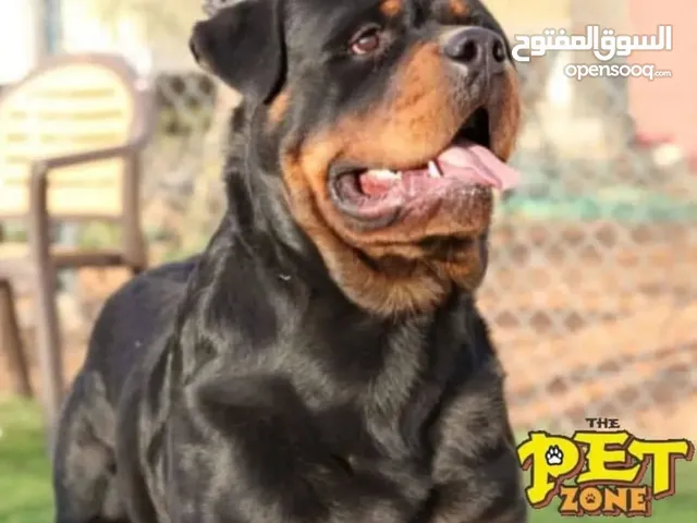 اكبر مركز لتدريب الكـــــــــلاب .....دّرب كلبك الآن