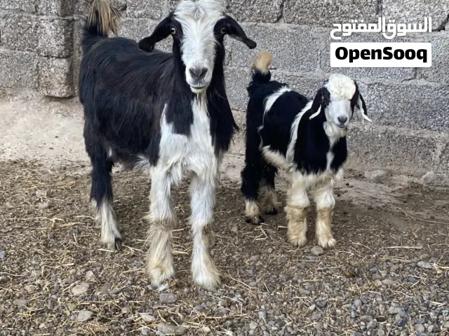 عنز  للبيع