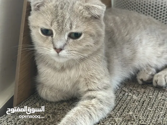 Scottish fold boys from 3 to 5 months