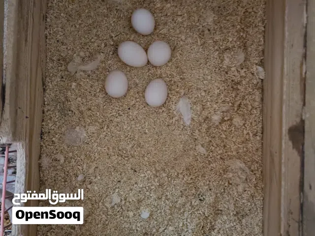 طيور كوكتيل للبيع امايات وبياضات