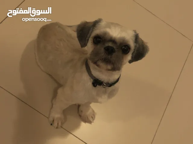 Shitzu male.