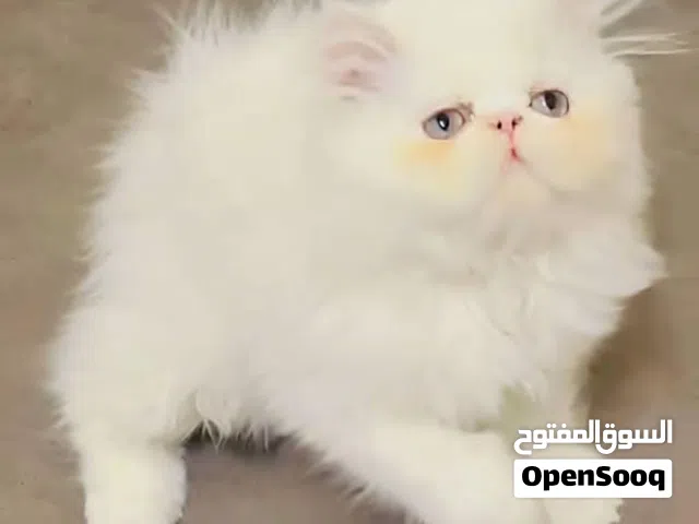 بسم لله للبيع بنوته هيمالايا زي القمر