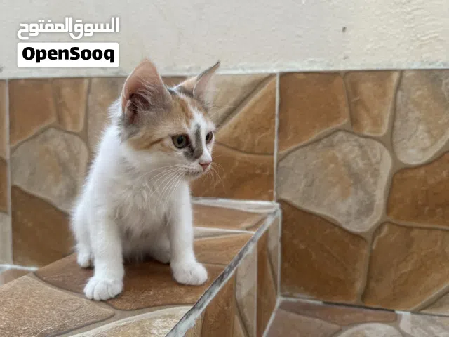 قطط 2 لتبني