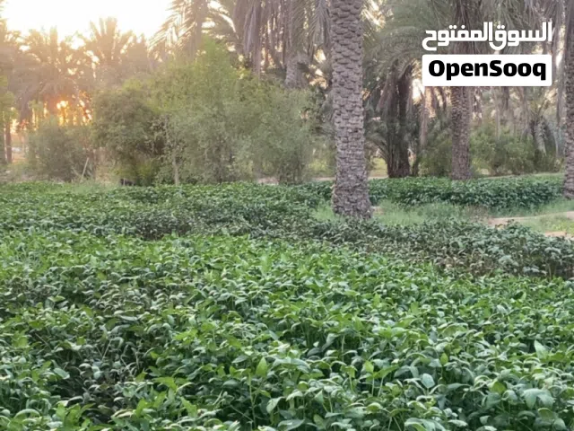 تتوفر لدينا لوبيا عمانية للحلال شي بالمن وشي مقطاع
