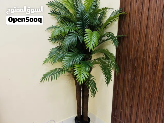 شجرة نخيل ممتازة