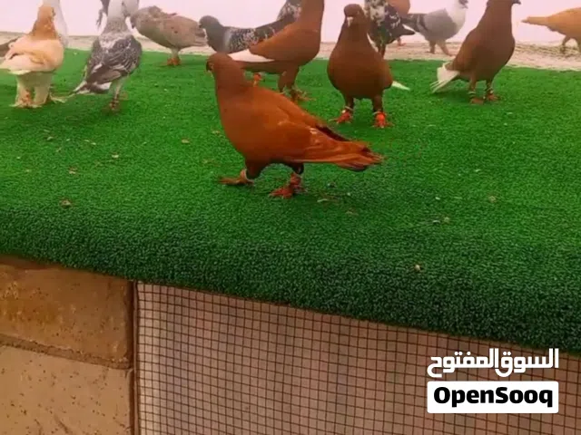 متاح حمامات حلوات