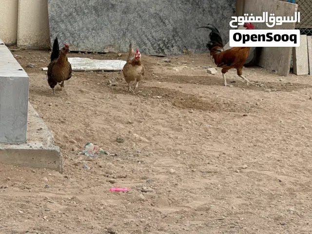 دجاج بلدي للبيع 2 دجاج و1 ديك