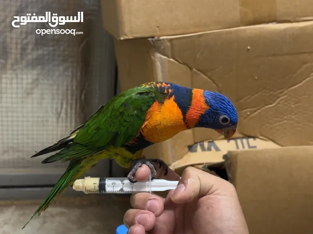لوري ربوه بسعر لقطه