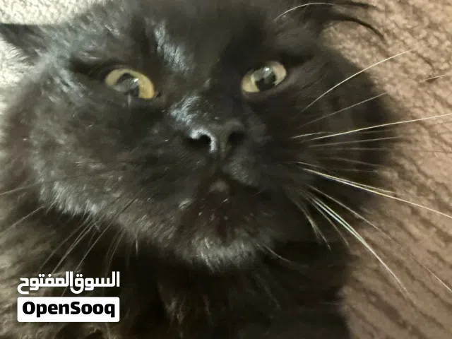 قطه سوداء ذكر