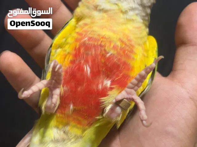 للبيع كنيور