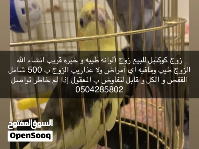 زوج كوكتيل الوصف مهم