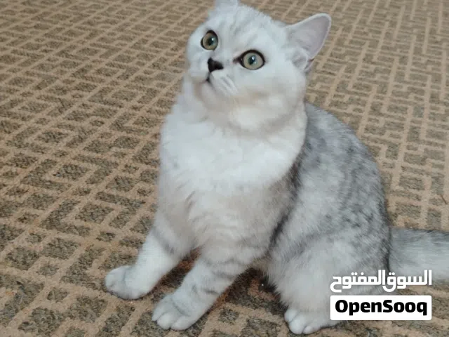 قط  ذكر سكوتش فولد انثى سكوتش ستريت لتبني بدون مقابل