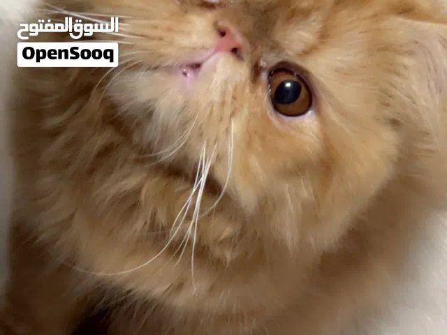 ذكربيرشن بيكي فيس