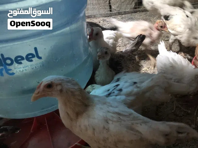 دجاج هجين فرنسي