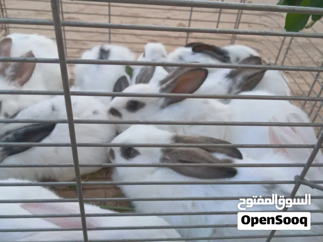 ارانب الماني ربي ايبارك