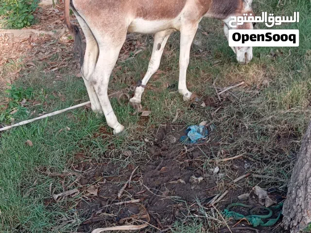بيع حمار صحته ممتاز جدا جدا