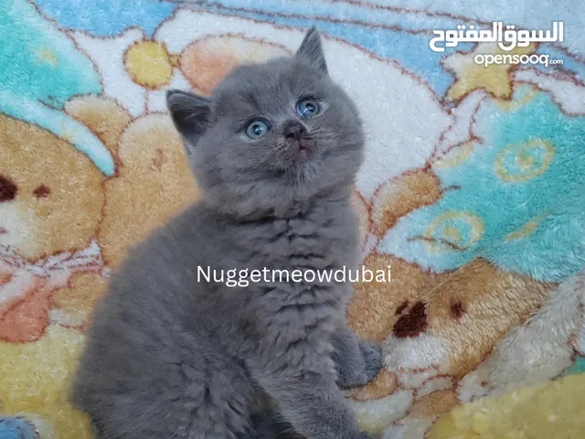 Premium British Kitten available in uae by EU breeder