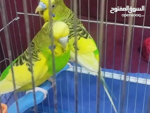 جوز طيور حب مع 3 فراخ
