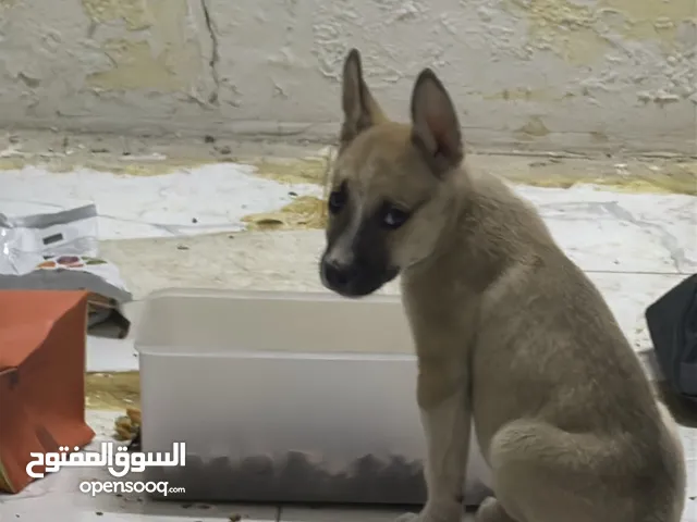 جرو هاسكي مكس بيتبول