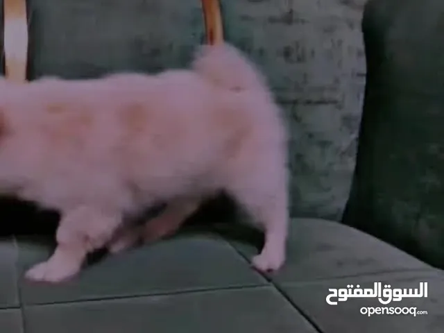 ذكر بورمينان مكس العمر شهرين