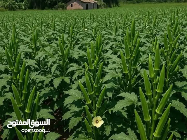 مشروع زراعي للبيع في شندي على زلط مباشرة
