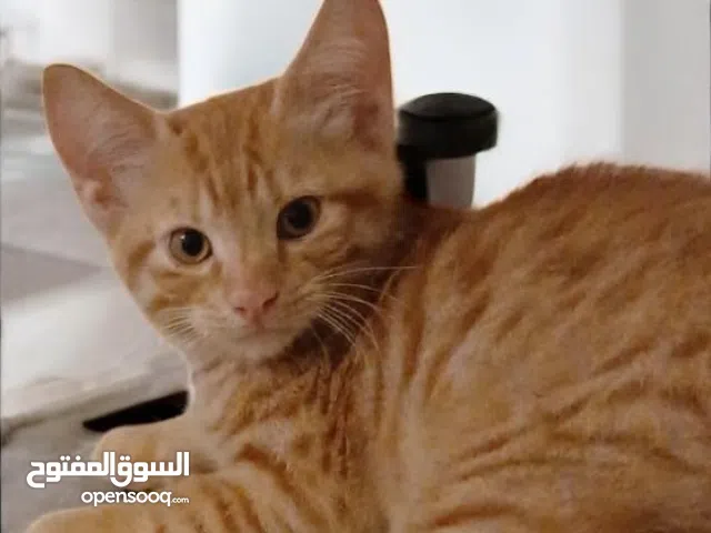 قطط رومى للتبنى