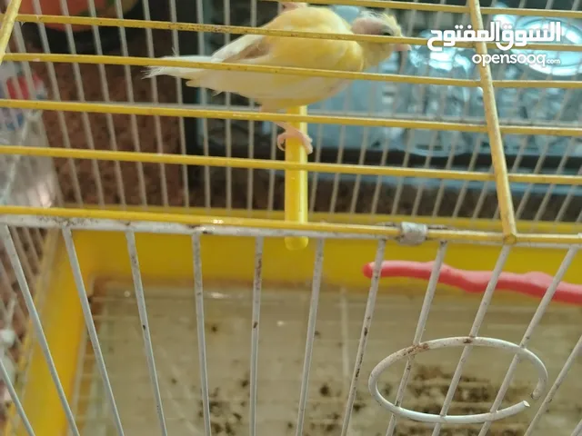 جوز كناري للبيع