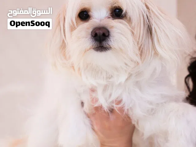 كلب منزلي مميز بسعرررر مغرري حاصل على جميع اللقاحات اللازمه وجرعه الدود ومايكروشيب