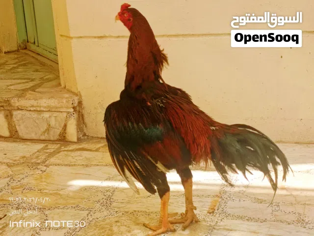 ديج ودجاجه