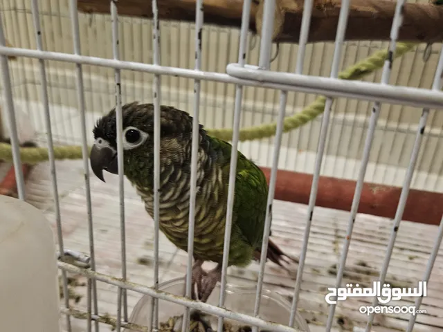 بغبغاء كنيور قرين شيك عمر 4 سنين اليف جدا تقدر تأكله بيدك يجي قفصه معاه هدية