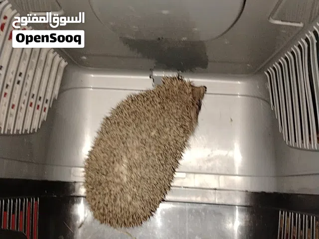 قنذف كبير للبيع السعر ما عليه خلاف
