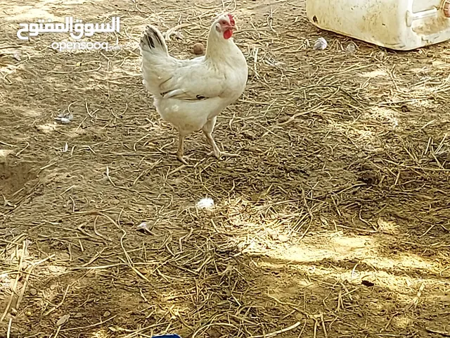 دجاج الفرنسي الكولومبي منتجة للبيع